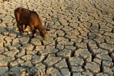 Многие водоемы пересохли, запасы зерна исчерпаны, а доступная в глубоких колодцах вода часто заражена паразитами. Засуха в Сахеле