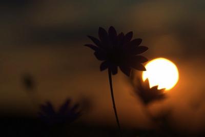 Fatimah is known as one of the four women who had perfect faith Fatimah is known as one of the four women who had perfect faith