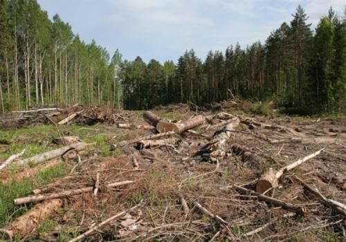 Вырубка лесов в Украине