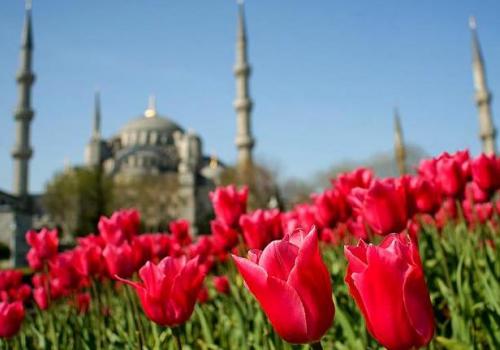 В начале XVIII века интерес к тюльпанам резко вырос на родине цветка, в Османской империи. 