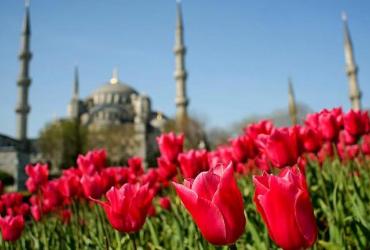 В начале XVIII века интерес к тюльпанам резко вырос на родине цветка, в Османской империи. 