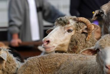Слова поминания Аллаха при жертвоприношении